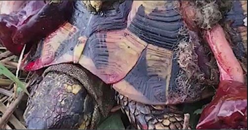  Destruction d'espèces protégées : Global Earth Keeper Corse dénonce