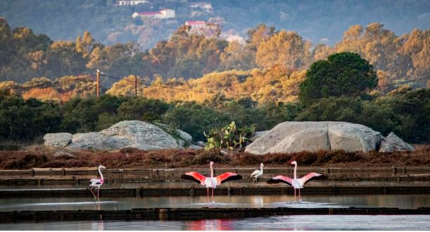 Quand les Flamants roses s’invitent aux Salines de Porto-Vecchio 