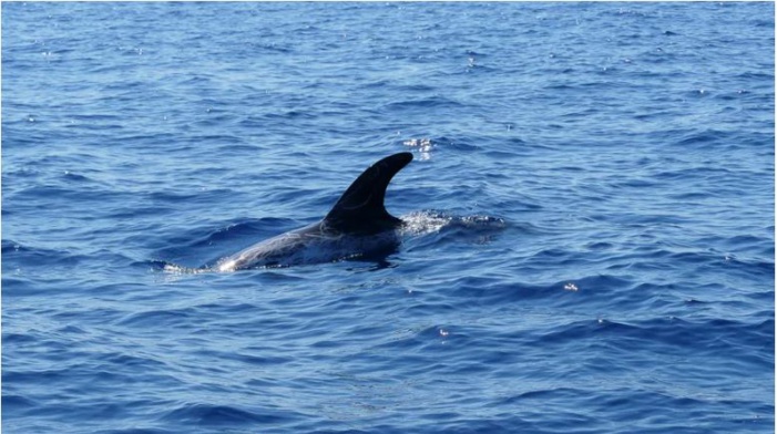 Mare latinu : Le confinement : "Une explosion de vie en mer".