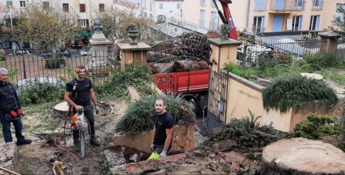CALVI  Le charançon a eu raison des palmiers de la mairie