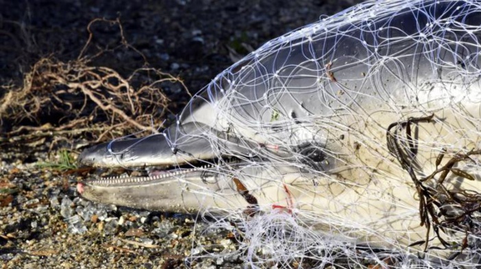 Mare latinu : Les chalutiers équipés de Pingers pour préserver les dauphins.