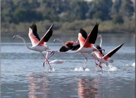 Quand de drôles d'oiseaux migrateurs font escale dans l'île