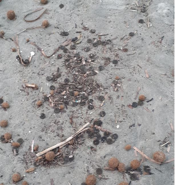 Bastia : le retour de la pollution aux filtres plastiques sur la plage de la Marana