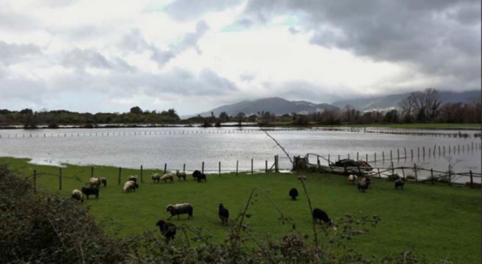 INTEMPÉRIES   La Gravona et le Prunelli en crue