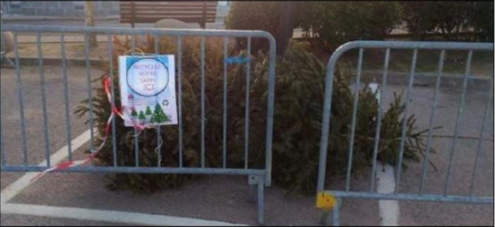 CALVI-BALAGNE  70 sapins de Noël collectés et broyés