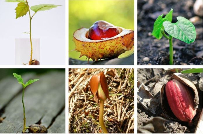 Jardinage : semez des graines sauvages avec les enfants pendant les vacances