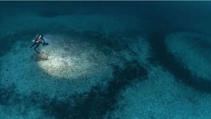 Mare latinu : L’énigme des grands cercles sur les fonds du Cap Corse, une formation unique en Méditerranée.