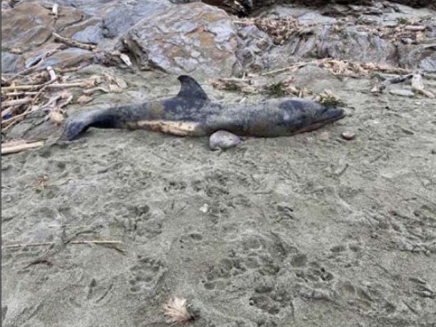 MORSIGLIA  Un dauphin découvert sur la plage de l'Alisu