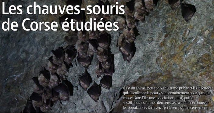 Les chauves-souris de Corse étudiées 