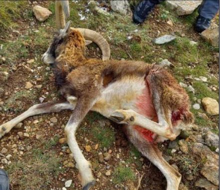 Mouflon mort dans le Niolu : la dépouille reste introuvable