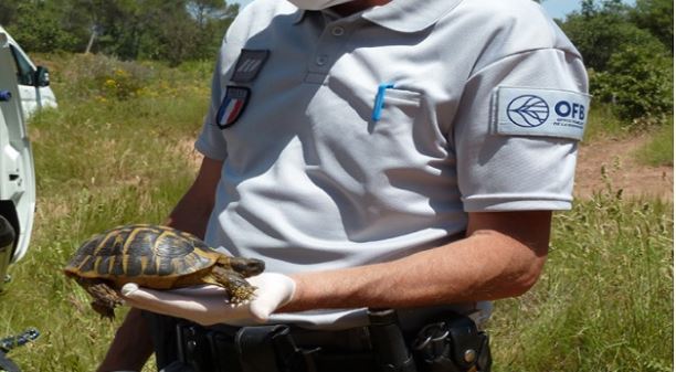 L'engagement quotidien de l'OFB pour la préservation de la Tortue d'Hermann en Corse