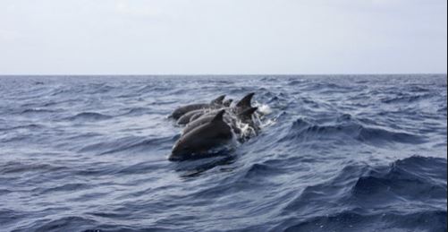 VIDEO - Le ballet magique des dauphins qui nagent près de l'Aldilonda à Bastia