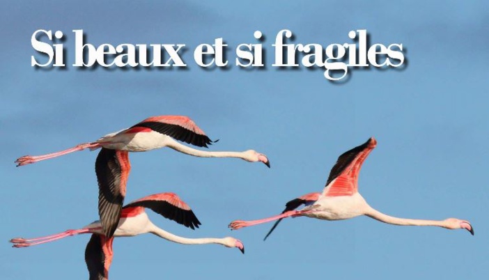 Si beaux et si fragiles