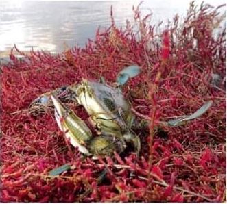 La population de crabes bleus augmente et inquiète en Corse