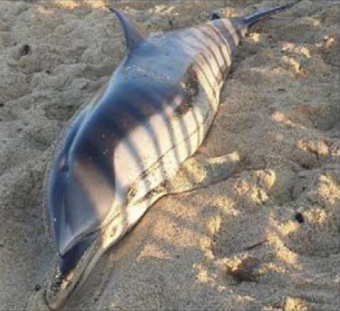  NATURE  Le phénomène des dauphins échoués