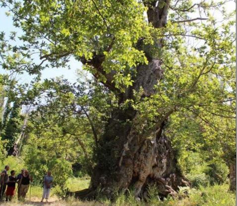 PIANELLU  760 parrainages pour revitaliser la châtaigneraie centenaire