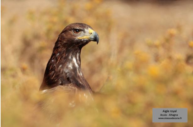 Le monde des oiseaux de Corse expliqué aux enfants