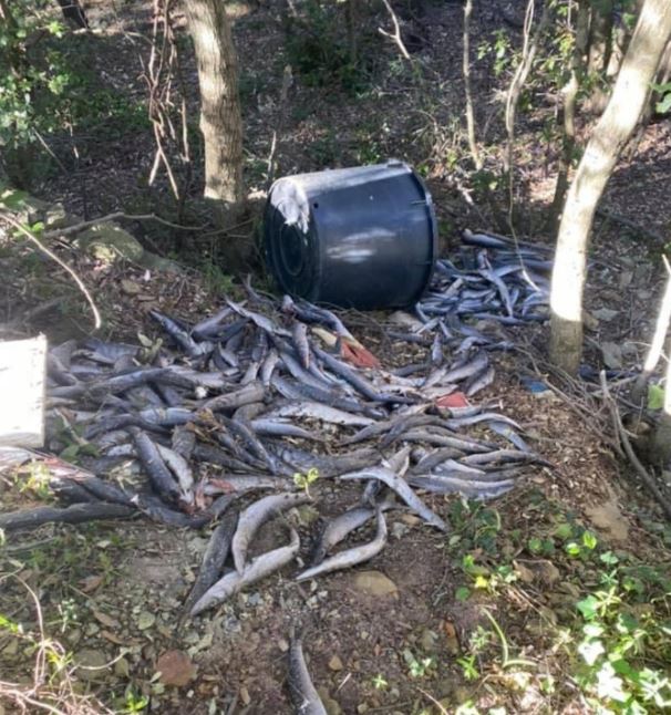 Morsiglia : 50 kg de barracuda jetés en pleine nature