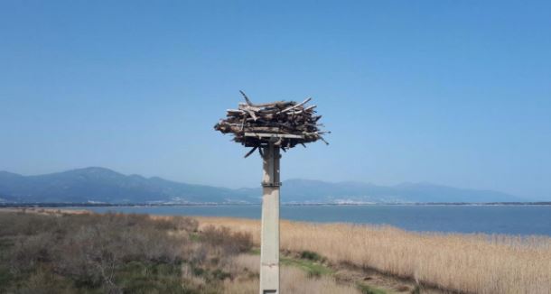 Un nouveau nid accueillera les balbuzards pêcheurs à la réserve naturelle de Biguglia