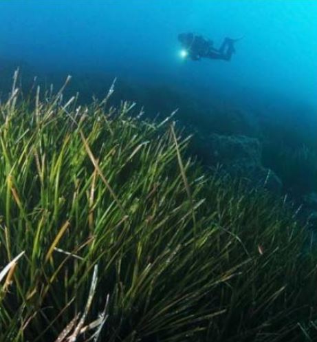 OCÉANOGRAPHIE  Plongée dans la riche activité scientifique de la Stareso