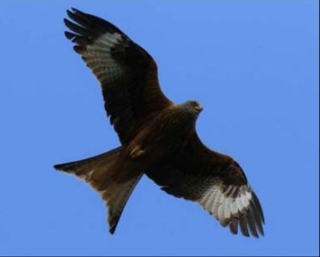 CORTI La mort suspecte de trois milans royaux 