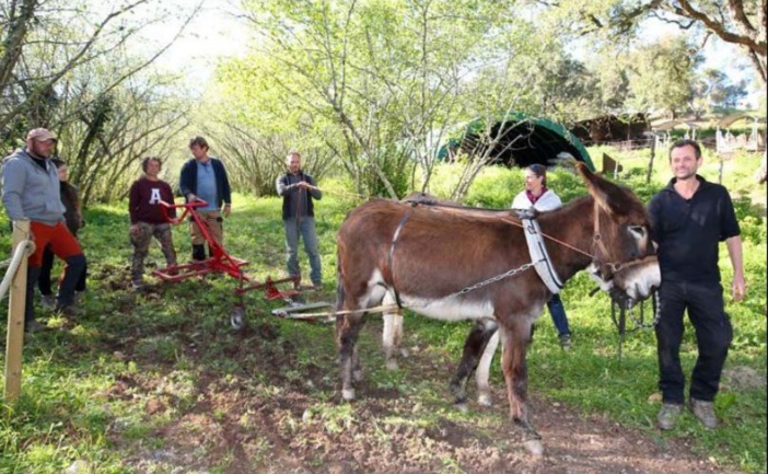  CERVIONI  A la ferme aux ânes, on apprend la traction animale