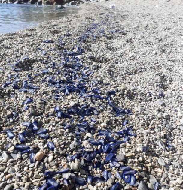  Bastia : La plage de Ficaghjola envahie par les vélelles et les filtres plastiques