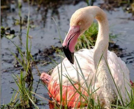 VALINCU  Un flamant rose dans la mare