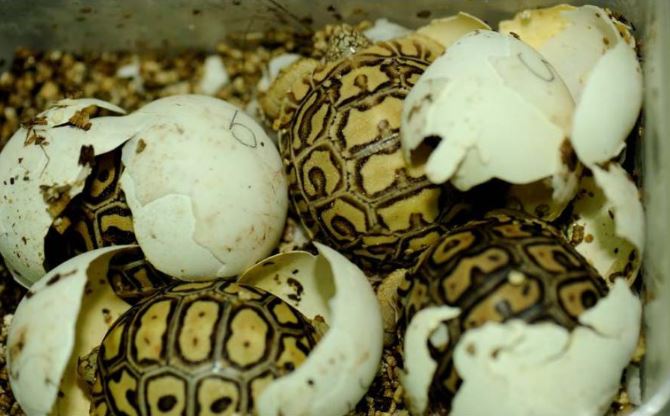  Pour la Pâques, A Cupulatta chasse les oeufs de tortue