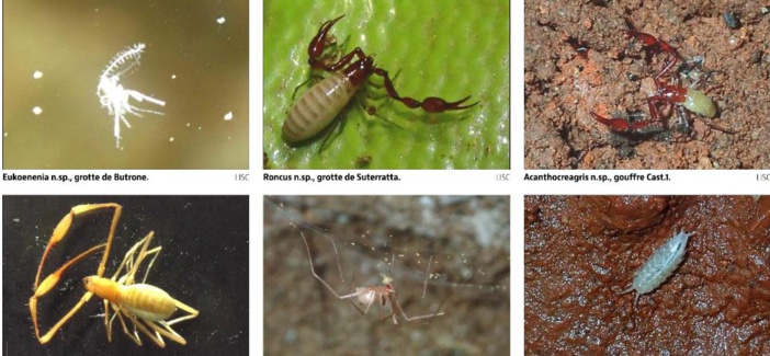 Huit espèces uniques au monde découvertes en Corse