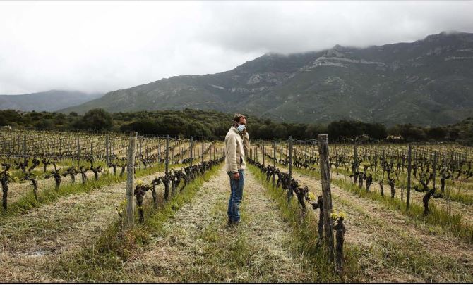 PATRIMONIU  Des vignes piégées par le froid