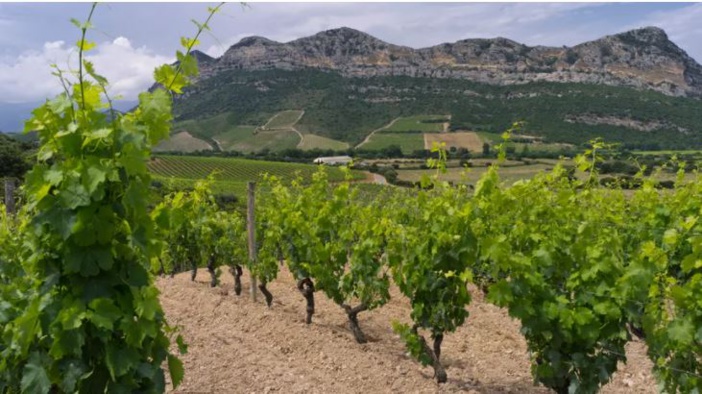 Gel des vignes : en Corse, on ne l’a pas vu venir