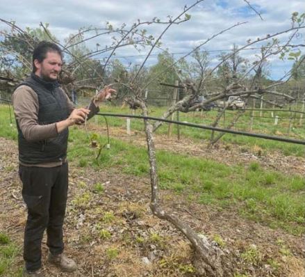 LUGU DI NAZZA  Brûlée par le gel, la production de kiwis en danger 
