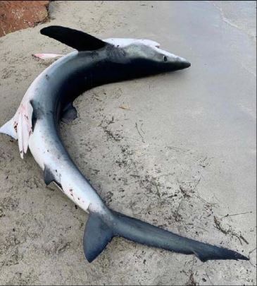 EXTRÊME-SUD  Les échouages d'un requin et d'un dauphin suscitent l'émoi