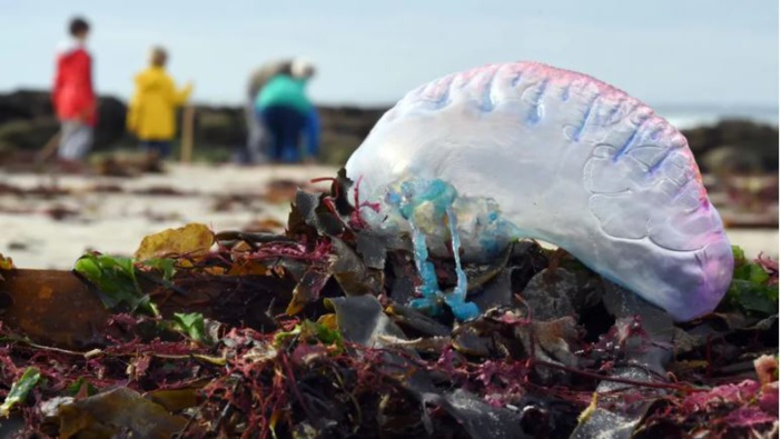 Mare latinu : La galère portugaise potentiellement mortelle arrive en méditerranée, en Sardaigne et Tunisie.