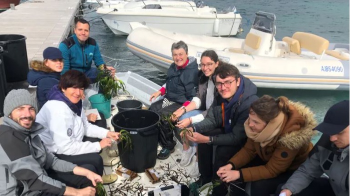Mare latinu : Le repiquage d'herbiers de Posidonie commence cette semaine à Santa Manza.