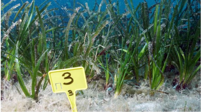 Mare latinu: La Posidonie de Corse absorde 15% de carbone depuis 4000 ans, une alliée précieuse pour l'homme.