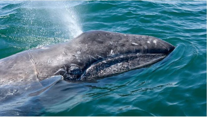 Mare latinu : A la recherche de Waly le baleineau égaré en Méditerranée.