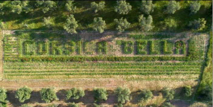 Des coquelicots pour dénoncer l'utilisation de pesticides