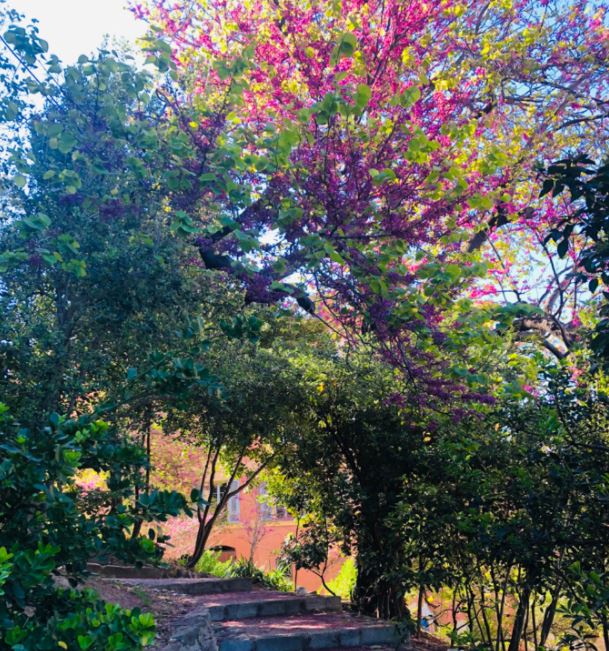 Un kaléidoscope de couleurs au jardin Romieu