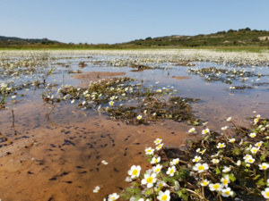 Festa di i pozzi 2021 Festa di i pozzi 2021