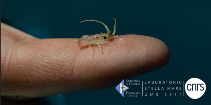 Stella Mare à la tête d'une avancée de taille mondiale concernant la reproduction de langoustes