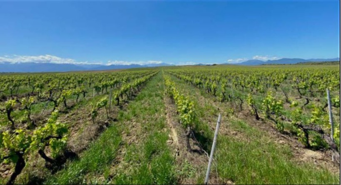 ALERIA  Des pulvérisateurs respectueux de l'environnement pour les vignobles 