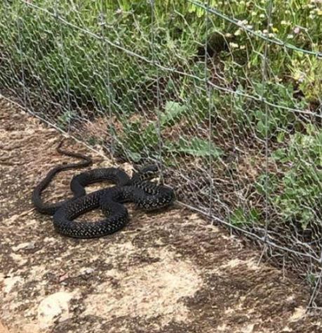 GHISONACCIA  Une couleuvre de 2,50 m