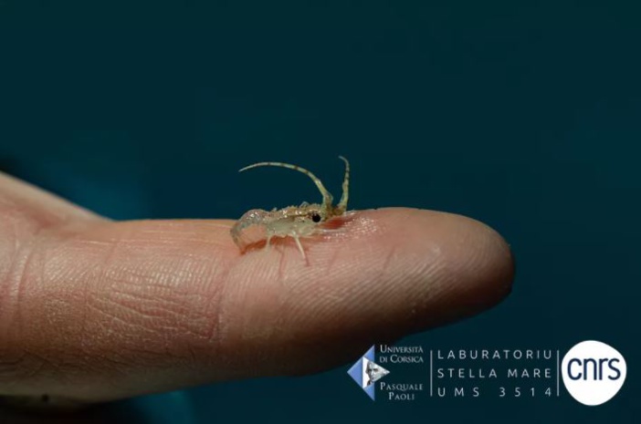 Maîtrise de la reproduction de la langouste : une avancée scientifique majeure pour le laboratoire Stella Mare