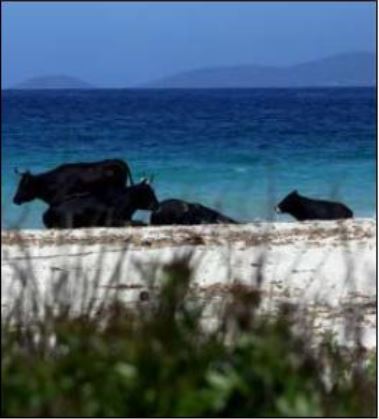 PIETROSELLA ET COTI-CHIAVARI  Plages interdites pour divagation
