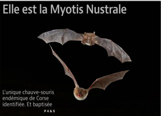 Elle est la Myotis Nustrale