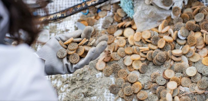 Mare latinu : Des milliers de Biomédias venus de Corse ou d’Italie toujours ramassés sur nos plages.