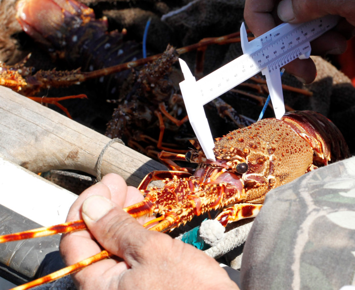 Programme de suivi par marquage/recapture de langoustes rouges en Corse dans le cadre du projet ALIGOSTA