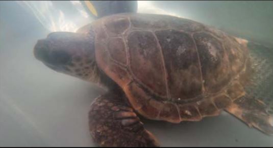 Une chaîne de bénévoles au secours des tortues marines